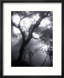 Mist Filled Forest