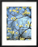 Branches of spring flowering tree