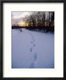 Footprints In Snow  Quincy Reservoir