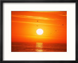 Birds Flying At Sunset  Playa Del Rey  CA
