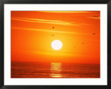 Birds Flying At Sunset  Playa Del Rey  CA