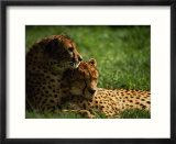 Cheetahs