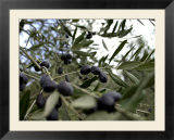 Close-up of tree in Umbria