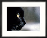 Black Cat Looking Out a Window
