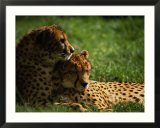Cheetahs