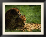 Cheetahs