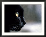 Black Cat Looking Out a Window
