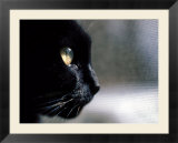 Black Cat Looking Out a Window