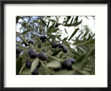 Close-up of tree in Umbria