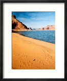 Mussel Shell At Dungeon Canyon  Lake Powell
