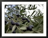Close-up of tree in Umbria