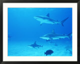 Reef Sharks  Walker's Cay  Bahamas