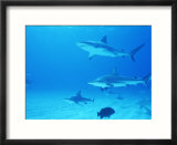 Reef Sharks  Walker's Cay  Bahamas