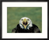 Adult Male Bald Eagle