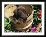 Chocolate Labrador retriever in basket