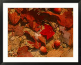 Fallen leaves and acorn seeds