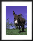 Donkey