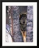 Gray Wolf Near Birch Tree Trunks  Canis Lupus  MN