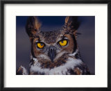 Great Horned Owl