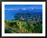 Castle and Vines  Spiez  Switzerland