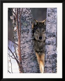 Gray Wolf Near Birch Tree Trunks  Canis Lupus  MN