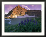 Wildflowers  Mt Timpanogos  Wasatch NF  Utah