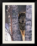 Gray Wolf Near Birch Tree Trunks  Canis Lupus  MN