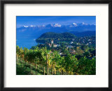 Castle and Vines  Spiez  Switzerland