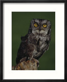 Screech Owl