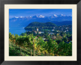 Castle and Vines  Spiez  Switzerland
