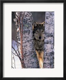 Gray Wolf Near Birch Tree Trunks  Canis Lupus  MN