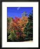 Autumn Trees with Moon  Vermont
