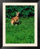 Kangaroo At Southwick Animal Farm  MA