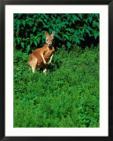 Kangaroo At Southwick Animal Farm  MA