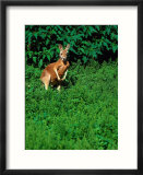 Kangaroo At Southwick Animal Farm  MA