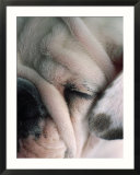 Dog sleeping