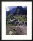Inca Ruins Of Machu Picchu  Llama  Peru
