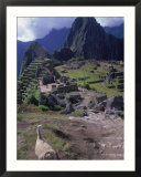 Inca Ruins Of Machu Picchu  Llama  Peru
