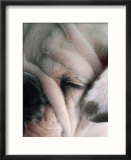 Dog sleeping