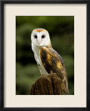 Barn Owl on Stump