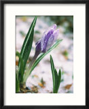 Crocuses in spring snow  Braintree  MA
