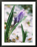 Crocuses in spring snow  Braintree  MA
