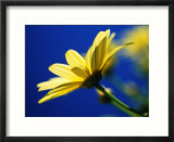 Yellow Daisy