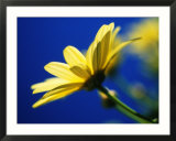 Yellow Daisy