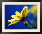 Yellow Daisy
