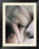 Dog sleeping