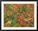 Close-up of Bright Yellow Golden Fall Leaves
