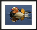 Mandarin Duck Swimming