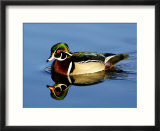 Male Wood Duck with Reflection