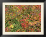 Close-up of Bright Yellow Golden Fall Leaves